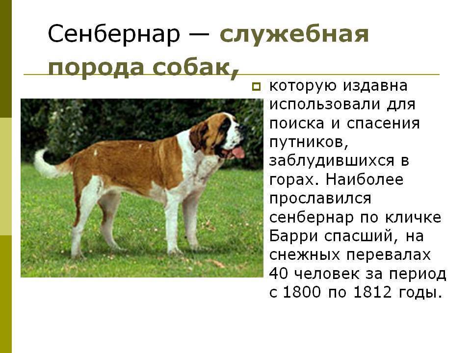Все породы собак с фотографиями и названиями: фото, краткое описание характера
