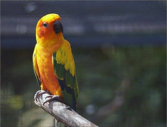 Попугай розелла: виды, описание, фото, содержание дома