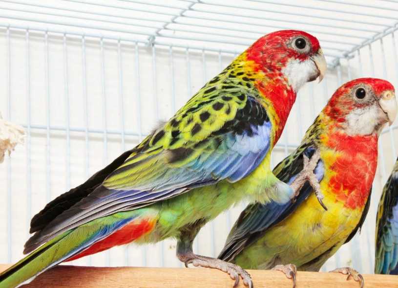 Сколько стоит попугай? цены на говорящих попугаев