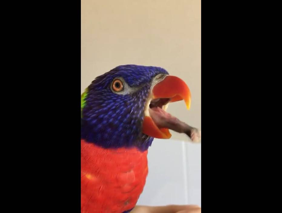 Лори: австралийский попугай с языком щеткой, информация