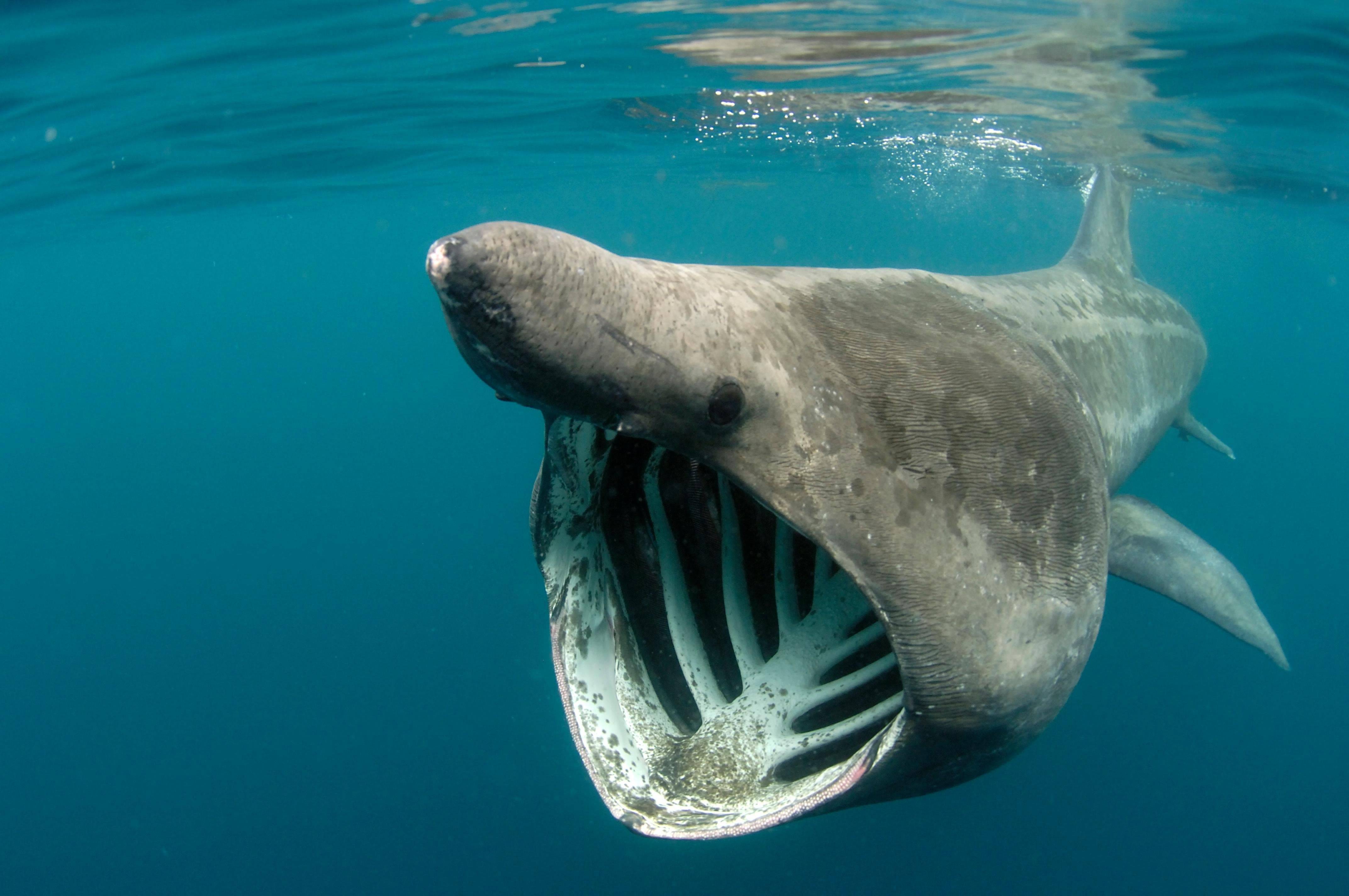 Топ 10 самых больших акул в мире