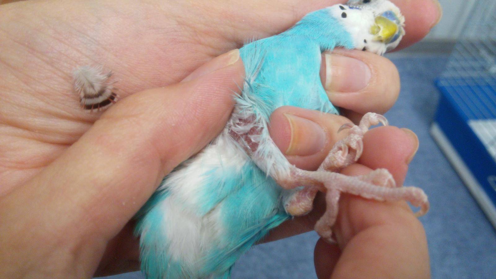 Пухоеды у волнистых попугаев: основные симптомы и лечение