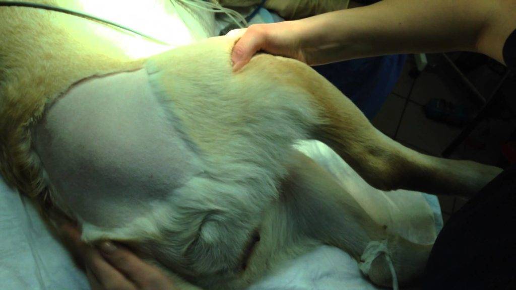 Остеоартроз у собак — контроль и лечение на разных стадиях