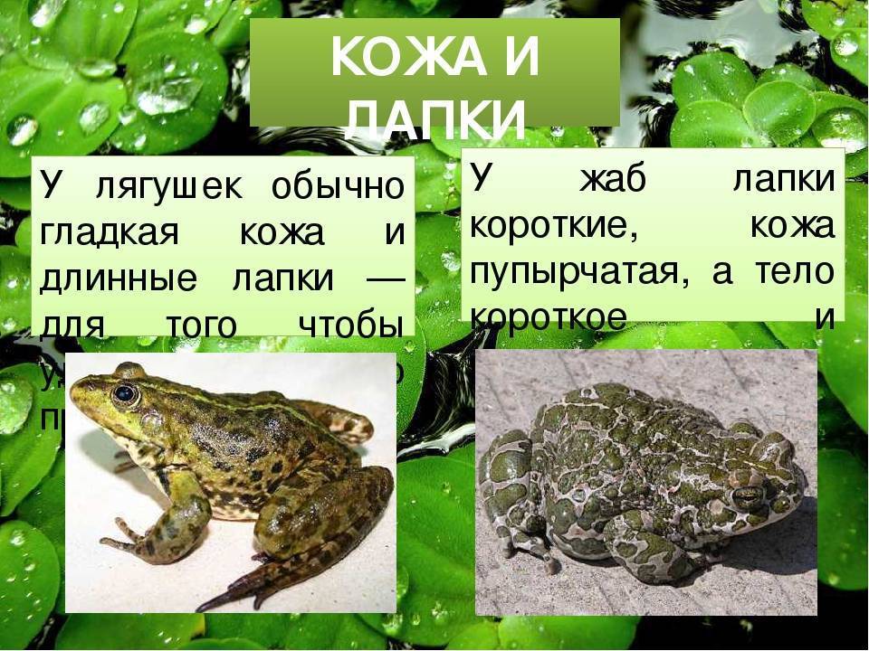 Жаба и лягушка: чем похожи и как различаются, сравнение