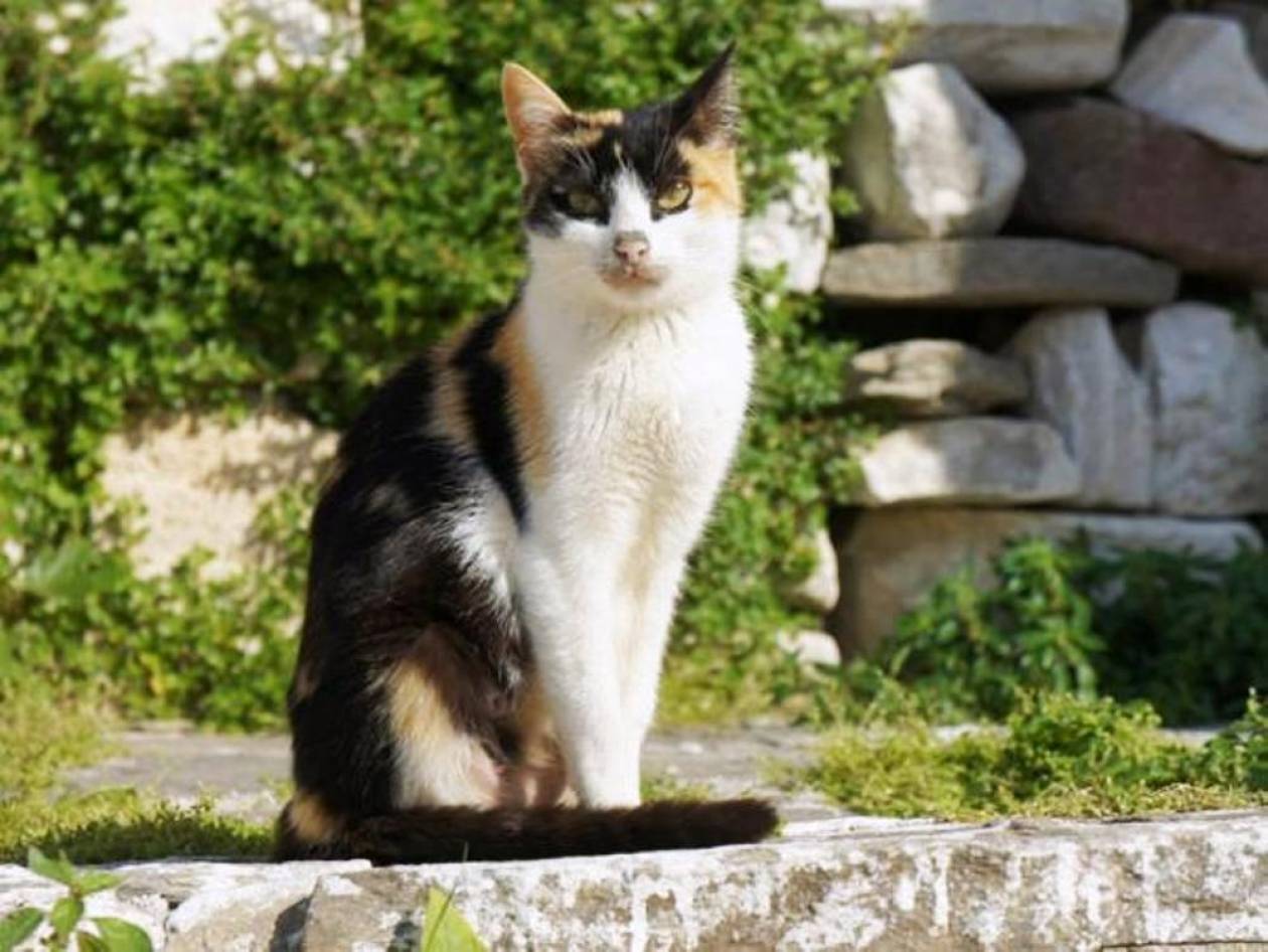 Описание эгейской кошки - окружающий мир вокруг нас