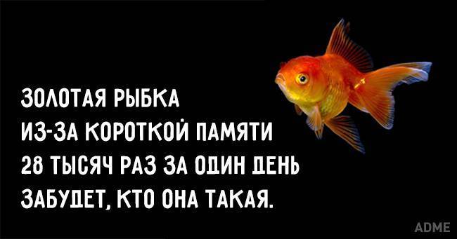 Память у рыб: сколько секунд помнит рыбка информацию
