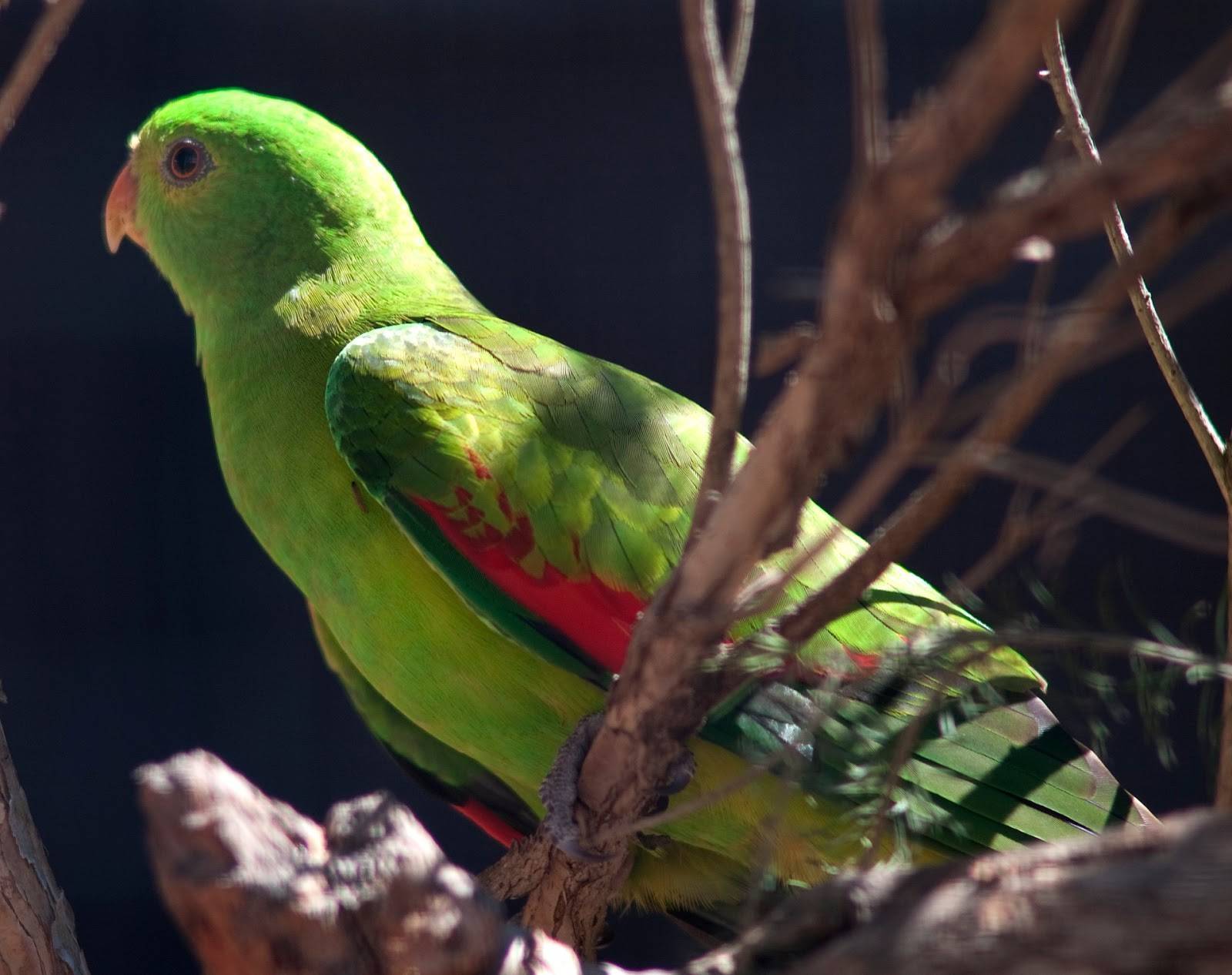 Породы попугаев с фотографиями и названиями пород.