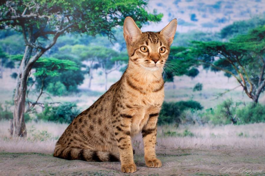 Саванна: кот из рода диких сервалов – общительная и дружелюбная порода
