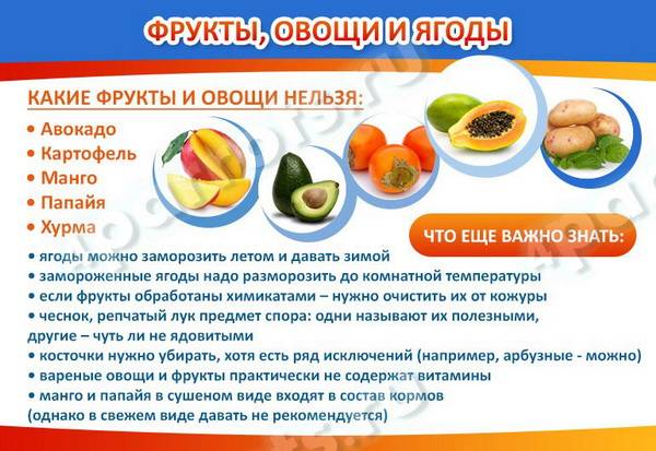 Какие овощи и фрукты можно давать волнистому попугаю: можно ли есть малину и хурму, горох и помидоры, персик и гранат, как давать тыкву и морковь