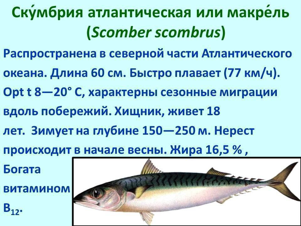 Рыба сарган: 95 фото и видео советы как поймать, на что и где обычно водится эта рыба