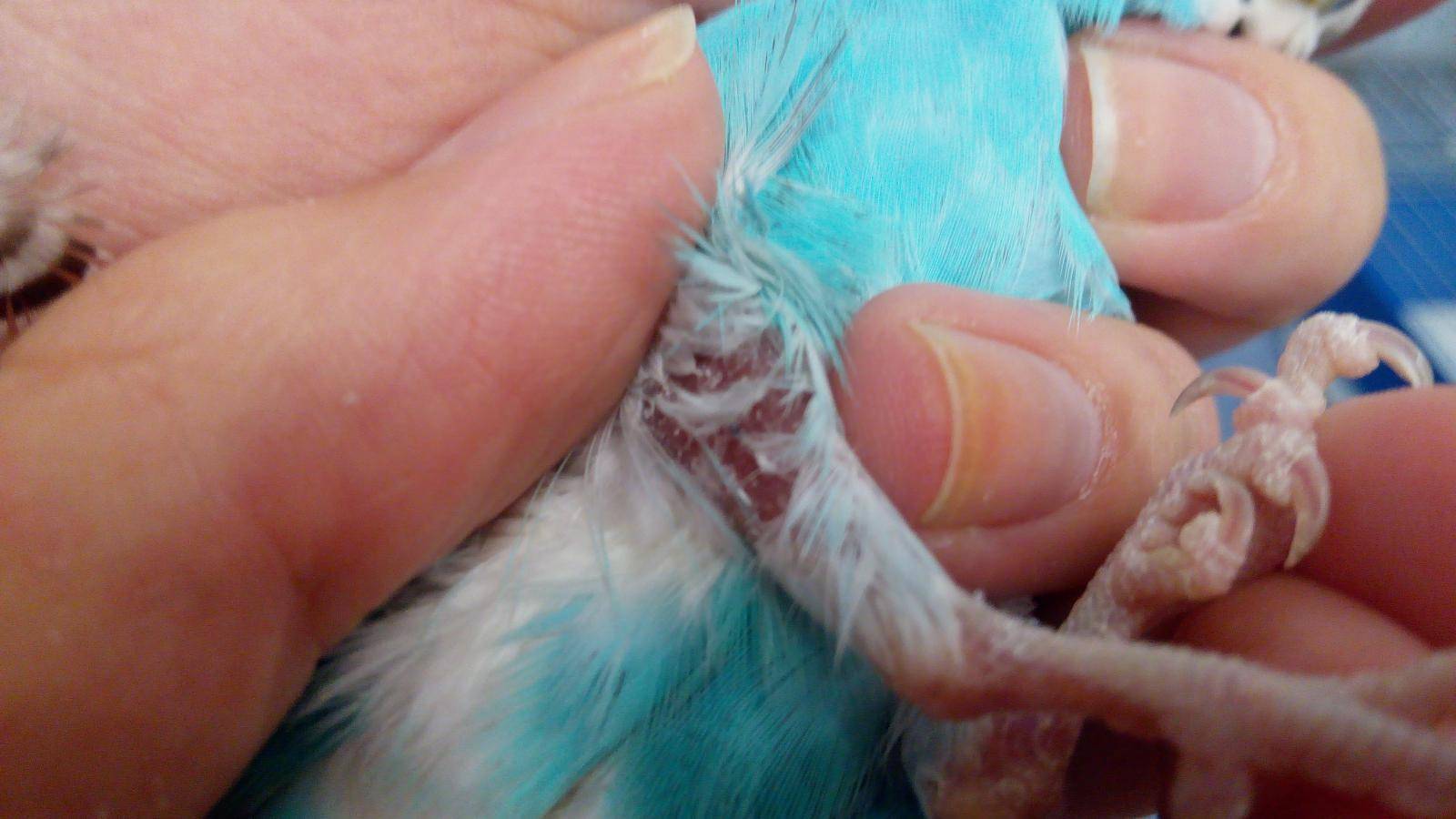 Как определить болезнь попугая — советы врача орнитолога