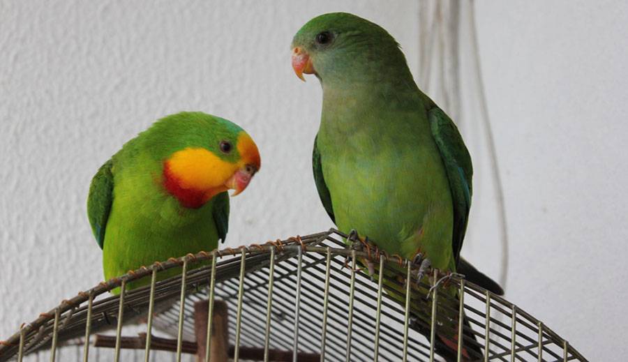 Виды попугаев. описания, названия и особенности видов попугаев