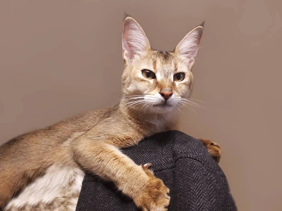 Кошка гибрид чаузи (хауси): характер и внешность, уход и содержание питомца, фото кота