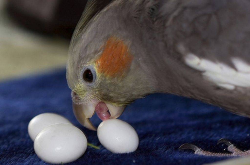 Сколько высиживает яйца волнистый попугай в домашних условиях? - новости, статьи и обзоры