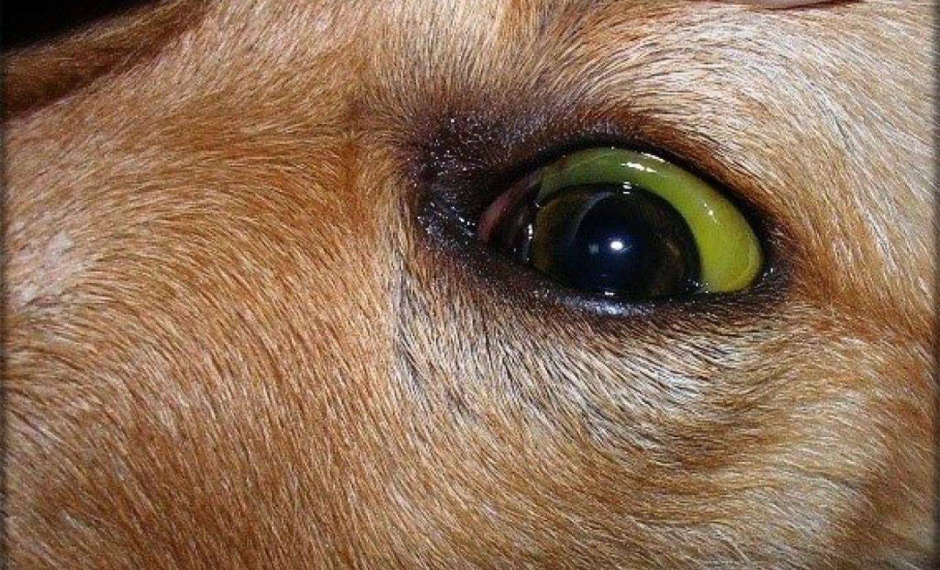 Лептоспироз у собак — профилактика, симптомы, лечение