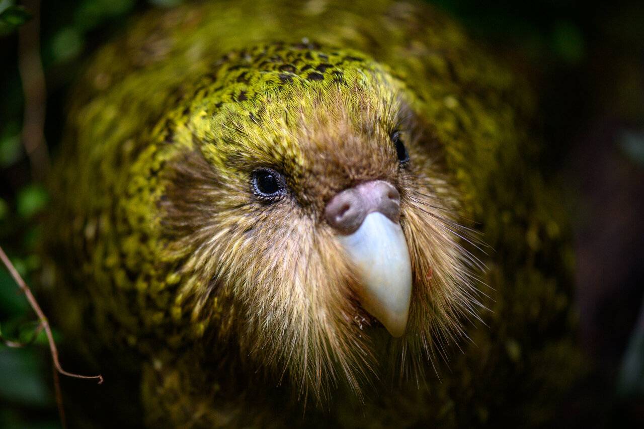 Какапо (совиный попугай) - энциклопедия владельца птицы