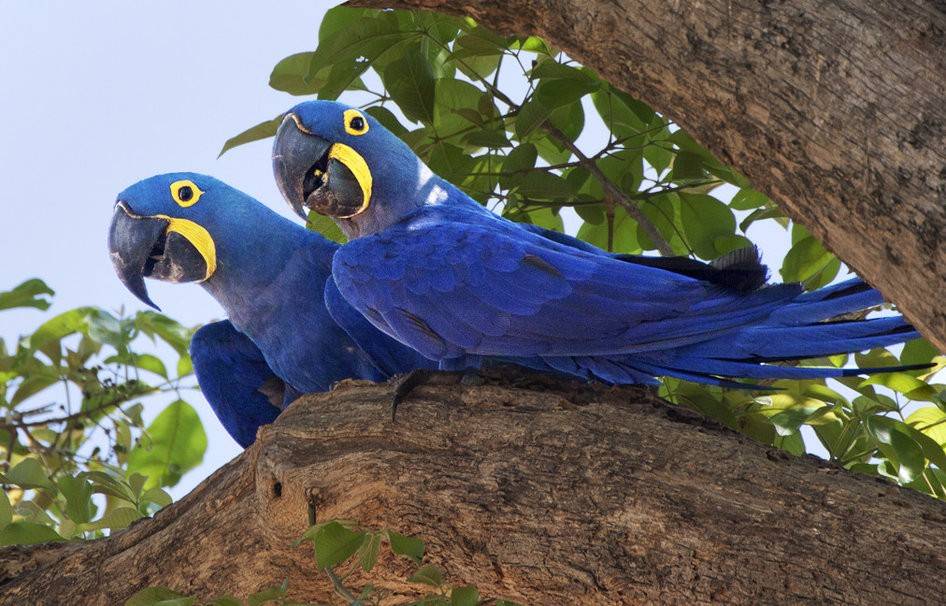 Голубой ара: внешний вид и образ жизни попугая, правила содержания в неволе, размножение
