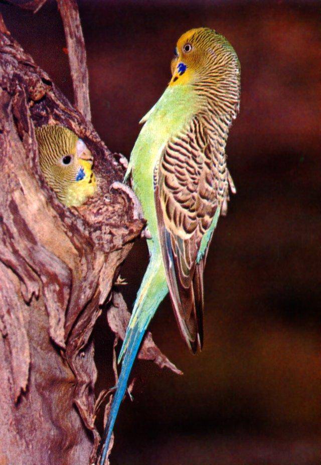 Сколько живут волнистые попугаи, что влияет на продолжительность жизни пернатого в домашних условиях и в дикой природе