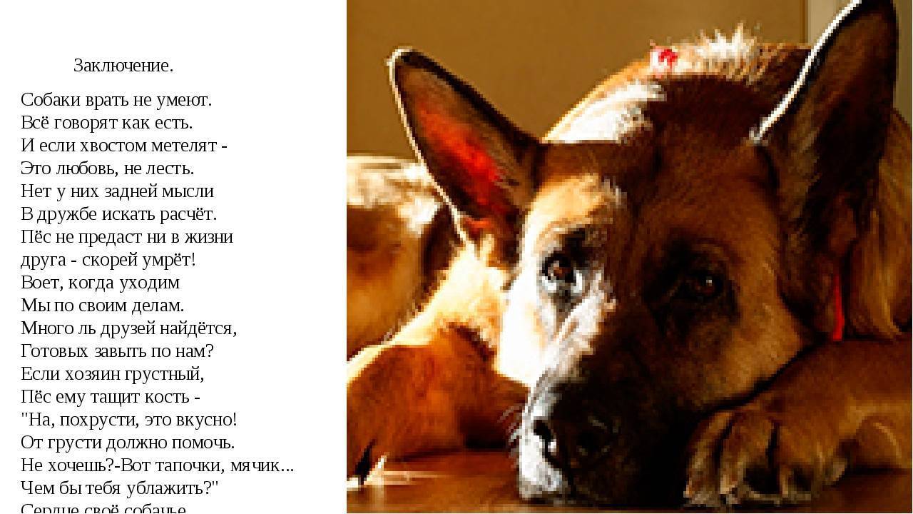 Собака. содержание, уход, кормление собак. – ветеринарные клиники ушихвост, полный спектр услуг для животных.