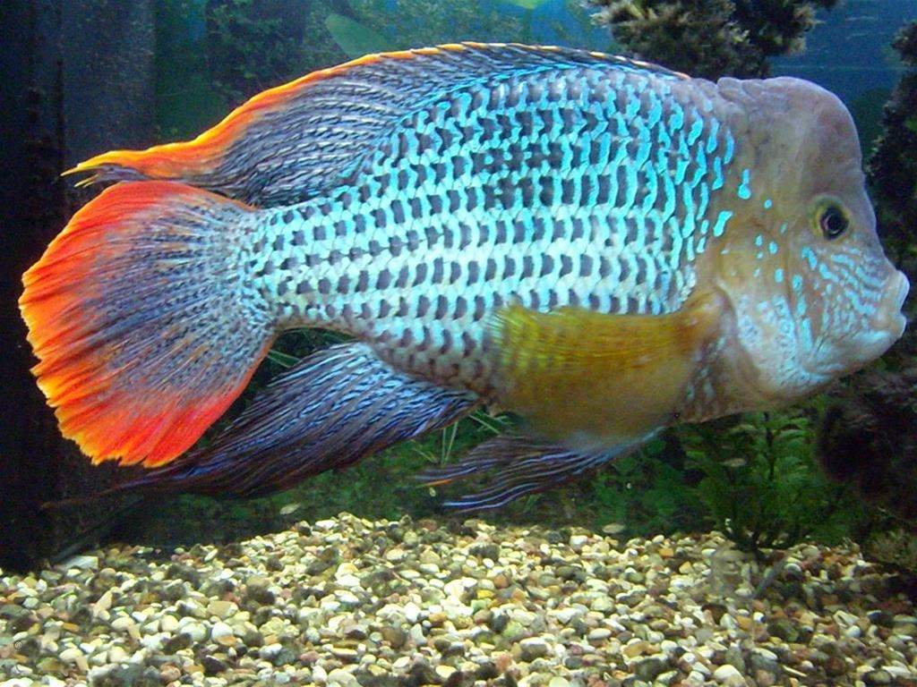 Акара бирюзовая:содержание рыбки в аквариуме, совместимость