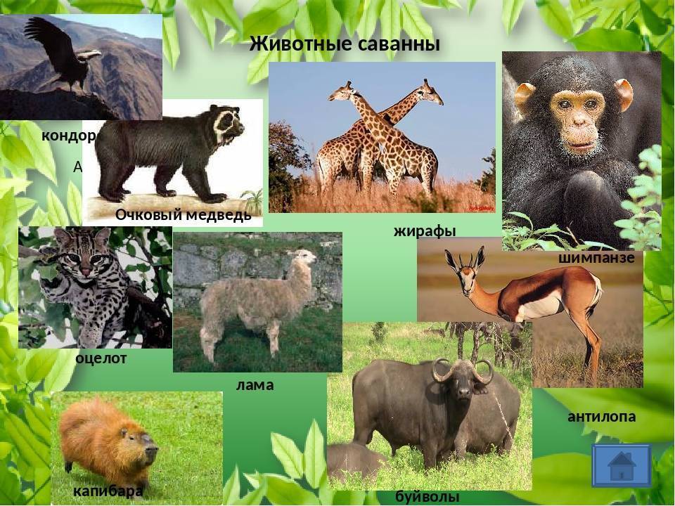 Животные тропического леса. описание, названия и особенности животных тропического леса | живность.ру