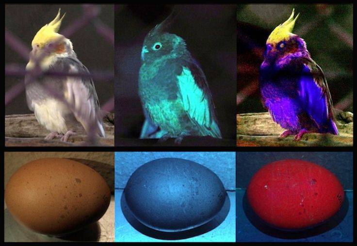 Как видят попугаи (волнистые, кореллы, неразлучники) наш мир: какое зрение, видят ли в темноте