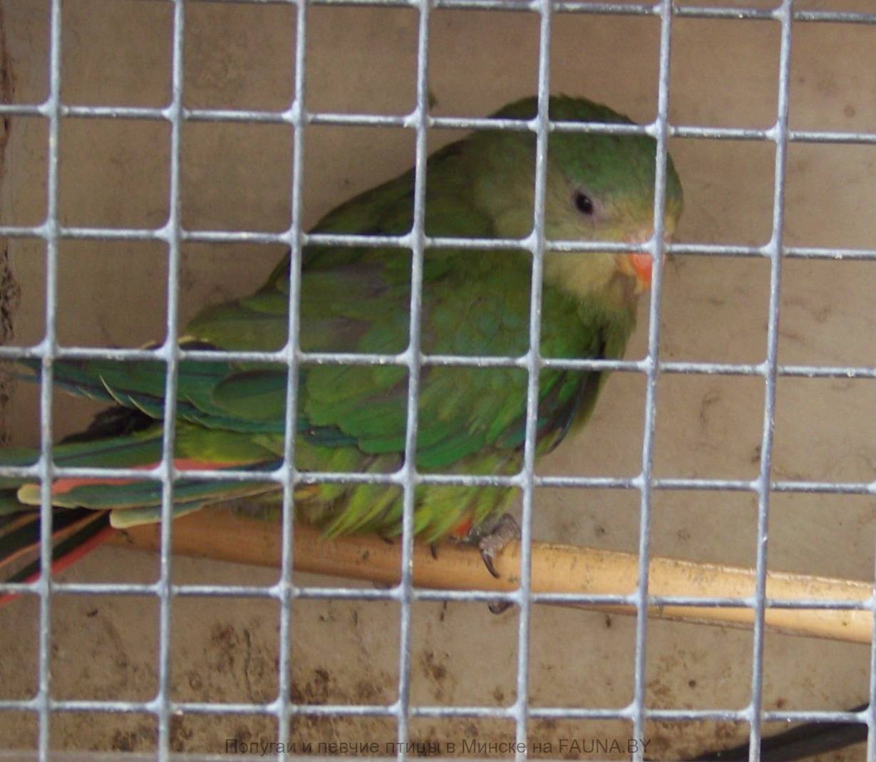 Розовобрюхий травяной попугайчик