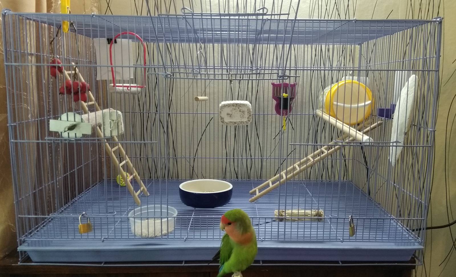 Куда поставить клетку с попугаем, выбор места в доме