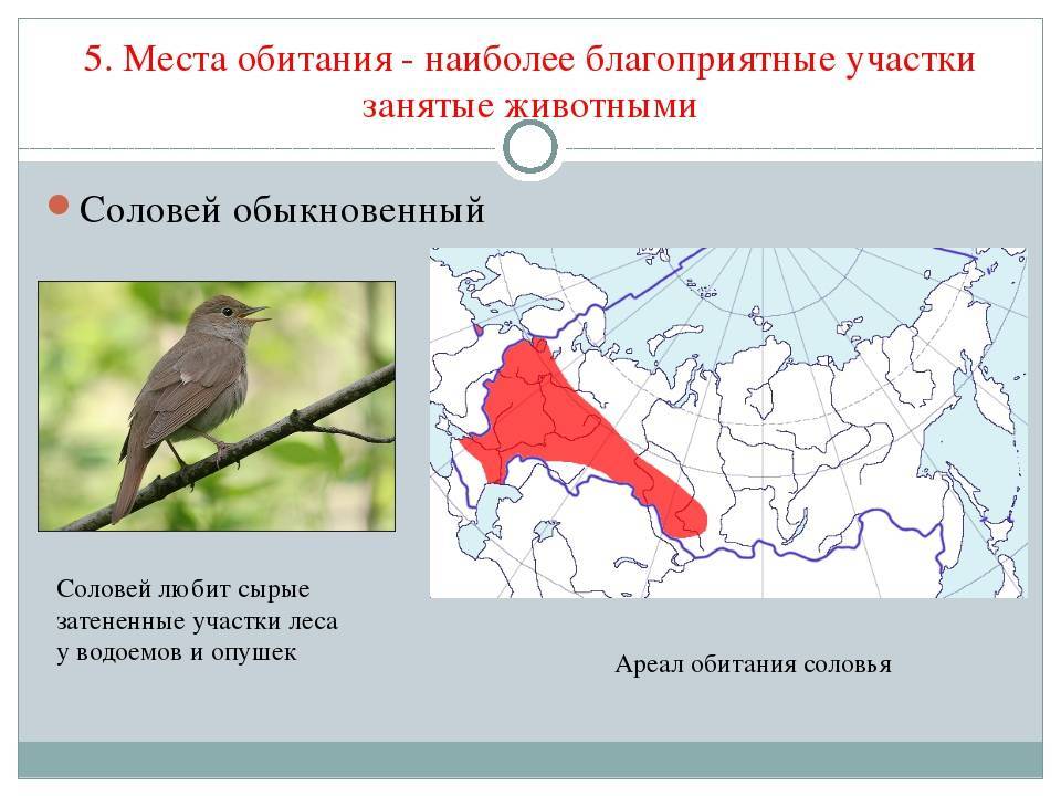 Соловей – фото и описание птицы, интересные факты, чем питается и где обитает, картинки