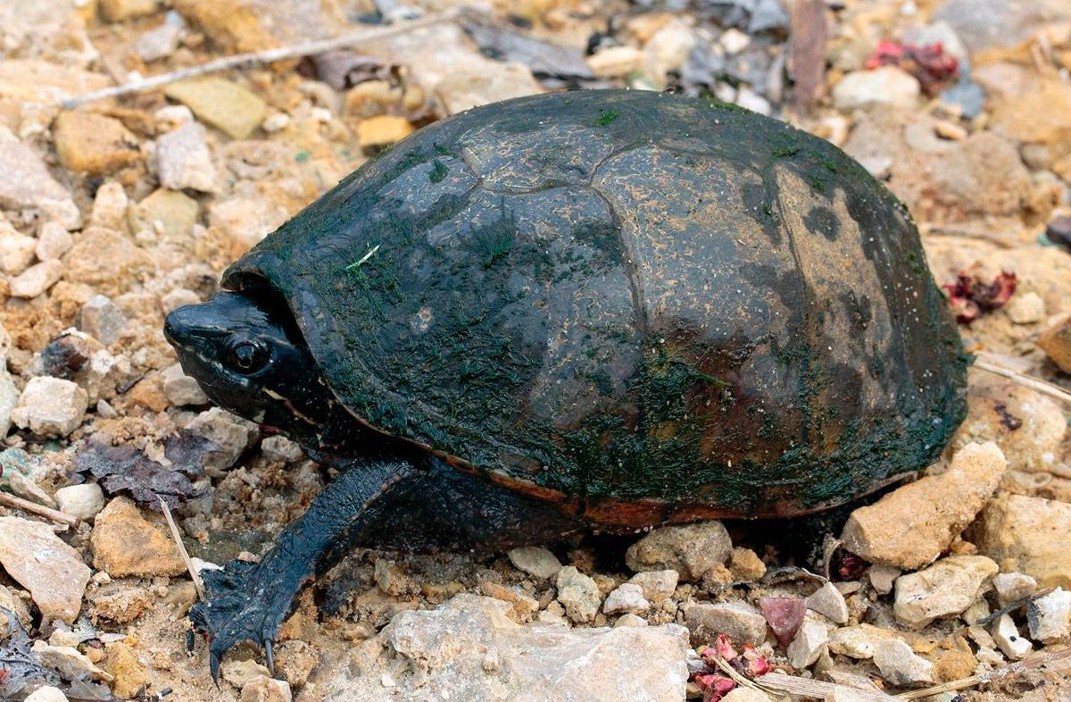 Сухопутная черепаха (100 фото): ареал обитания, внешний вид, повадки, интересные факты