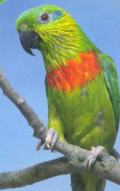 Окрас волнистых попугаев: цветовые вариации. сколько живут волнистые попугаи в домашних условиях?