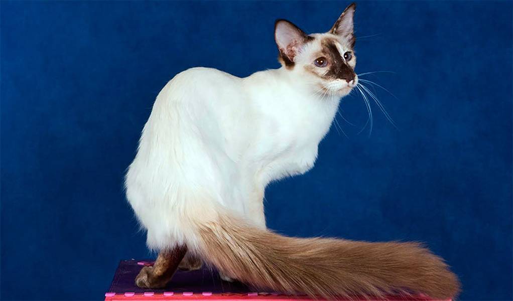 Балинезийские кошки: описание породы, характер, здоровье