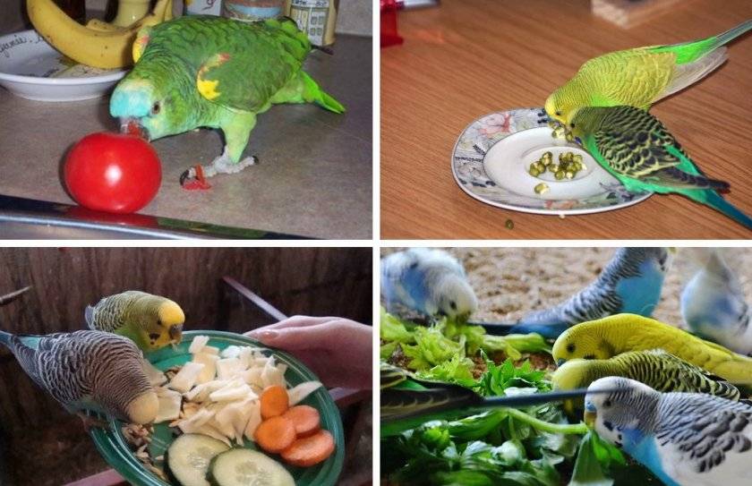 Чем кормить волнистого попугая в домашних условиях
