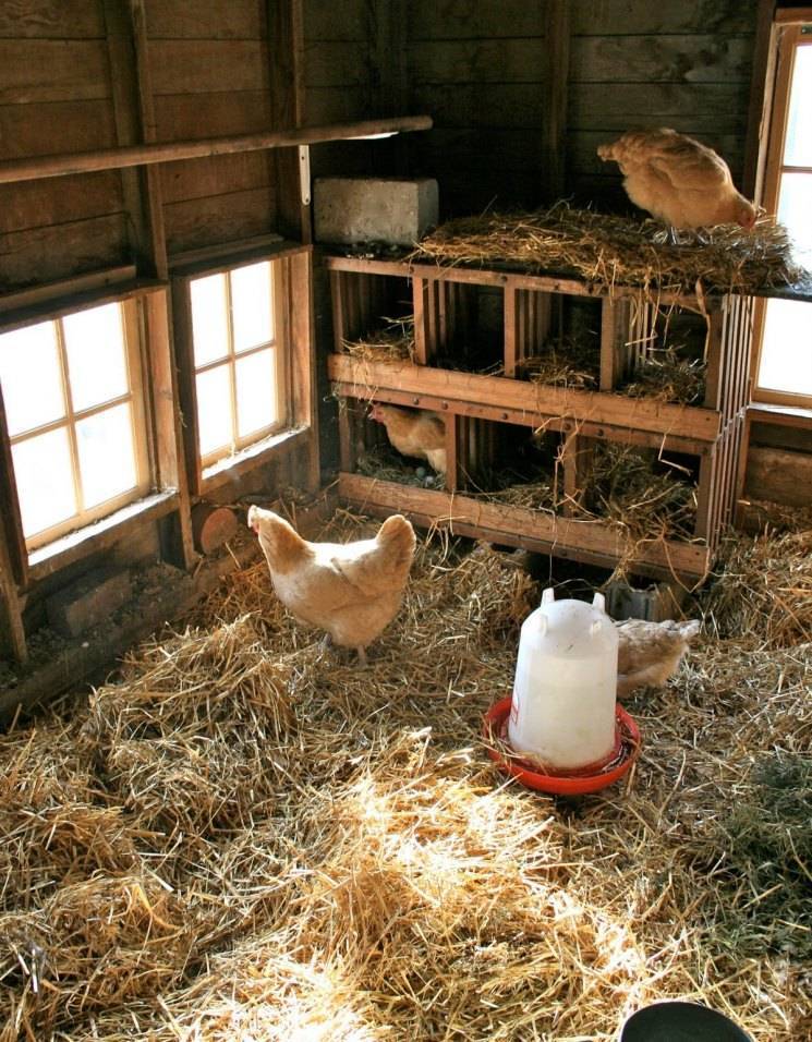 Разведение кур в домашних условиях: породы, которые используют для получения мяса, яиц и комбинированный вариант, а также особенности их выращивания selo.guru — интернет портал о сельском хозяйстве