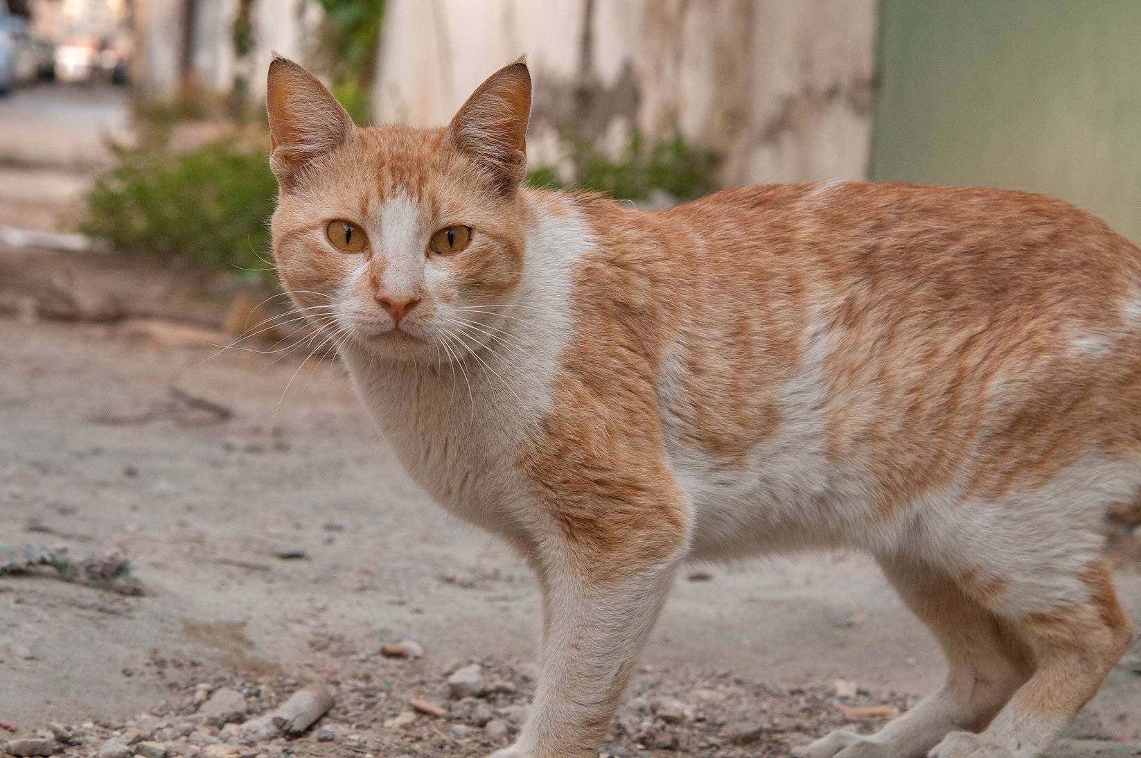 Аравийский мау: фото и описание породы кошек (характер, уход и кормление)