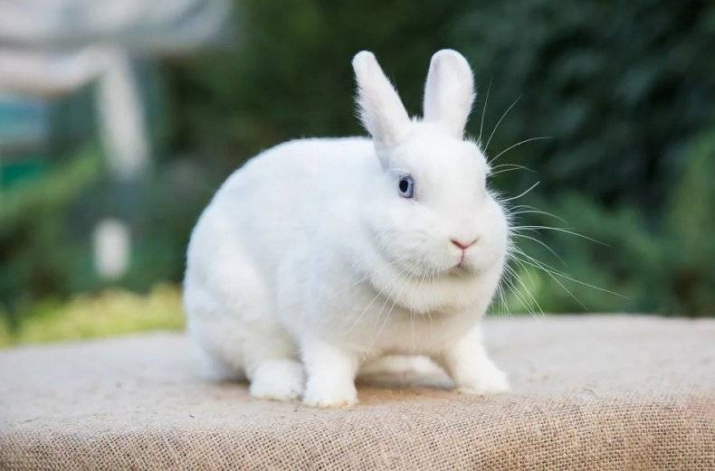 ᐉ кролик гермелин: описание и характеристика породы - zooon.ru