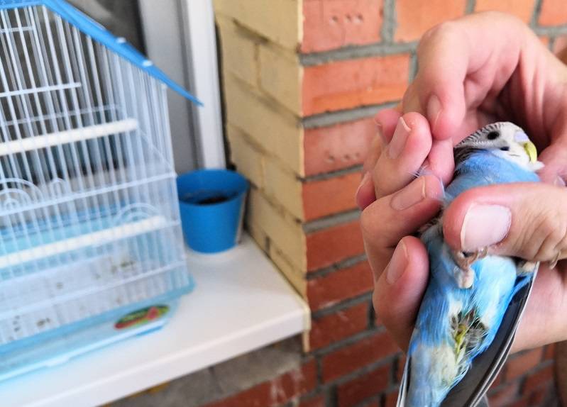 Понос у попугая чем лечить в домашних условиях