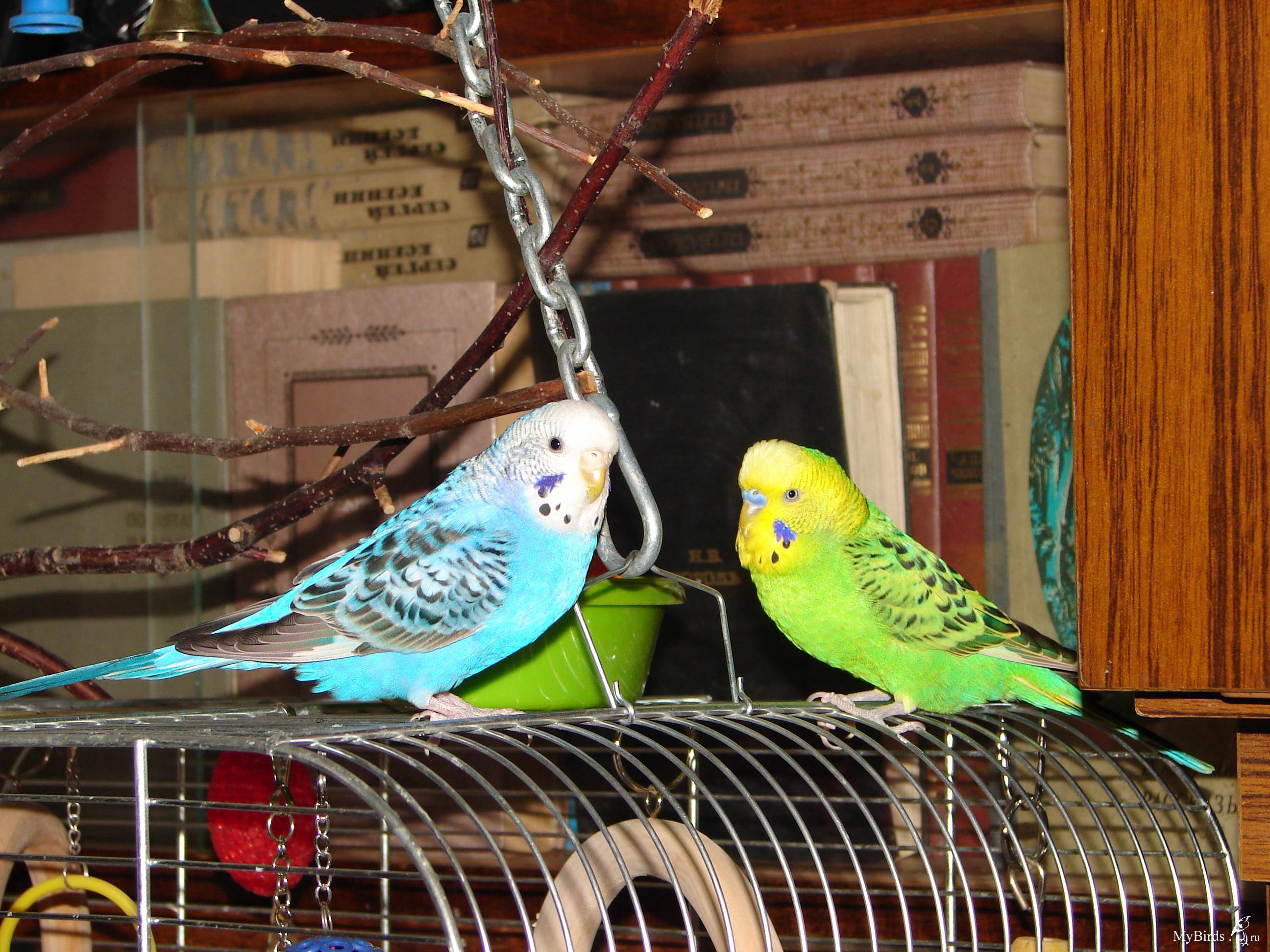 Узнаем, сколько лет обычно живут волнистые попугаи в домашних условиях. какие опасности ему грозят? - твой питомец