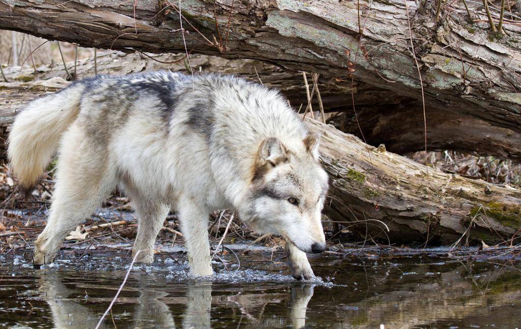 Как волк охотится? чем питается волк? особенности охоты на крупную и мелкую дичь, волчья охота стаей