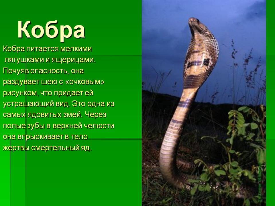 Королевская кобра, или гамадриад | мир животных и растений