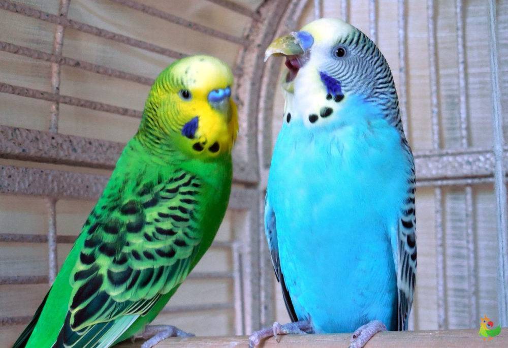 Чириканье волнистого попугая — о чём оно, видео и отзывы