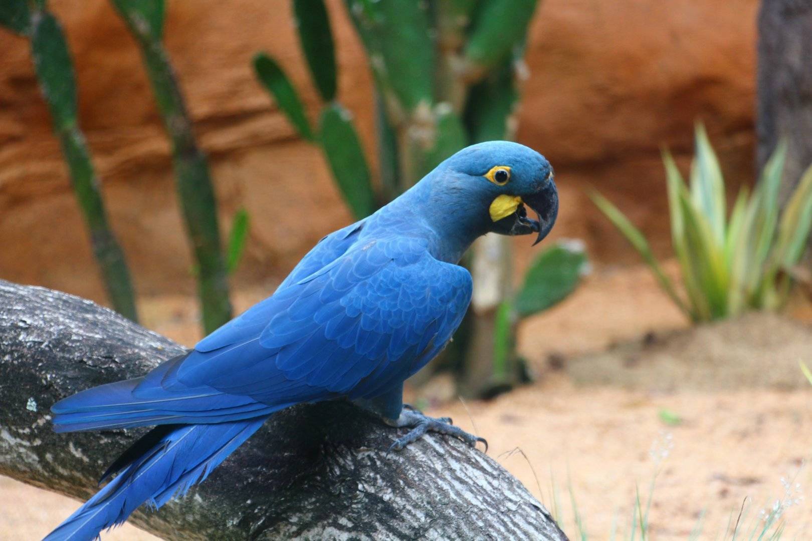 Гиацинтовый ара попугай. образ жизни и среда обитания гиацинтового ары | животный мир