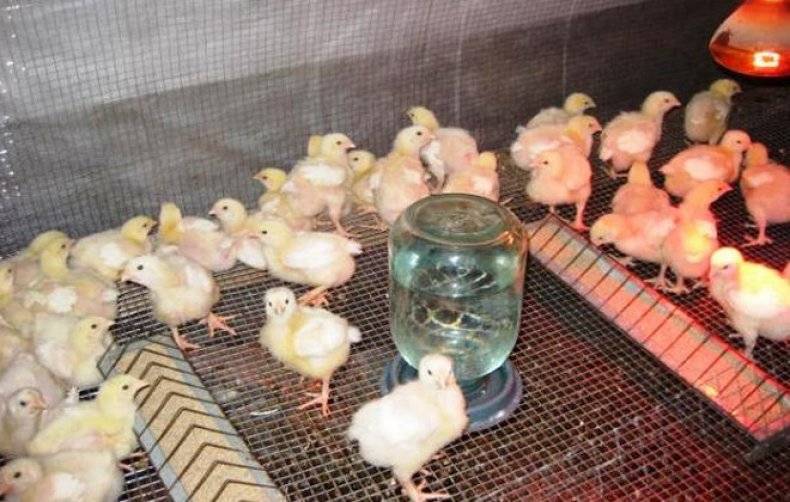 Бройлерные цыплята. уход и кормление в домашних условиях