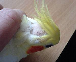 Что делать, если у попугая выпадают перья