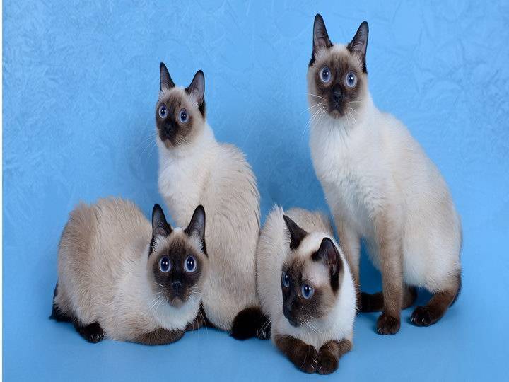 Скиф той боб: описание породы кошек, характер, фото и цена