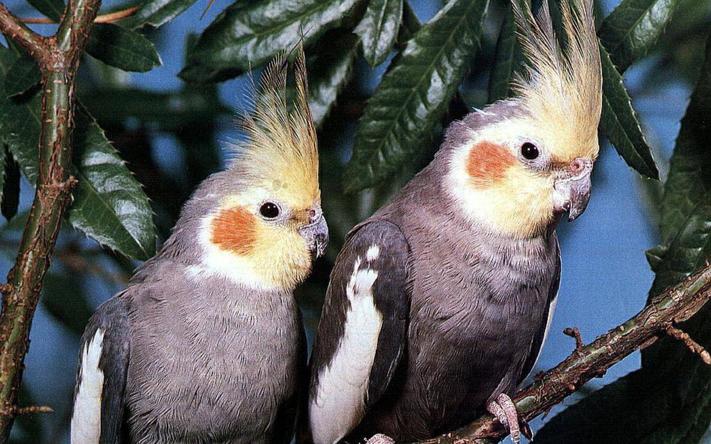 Пение попугаев корелла в дикой природе
