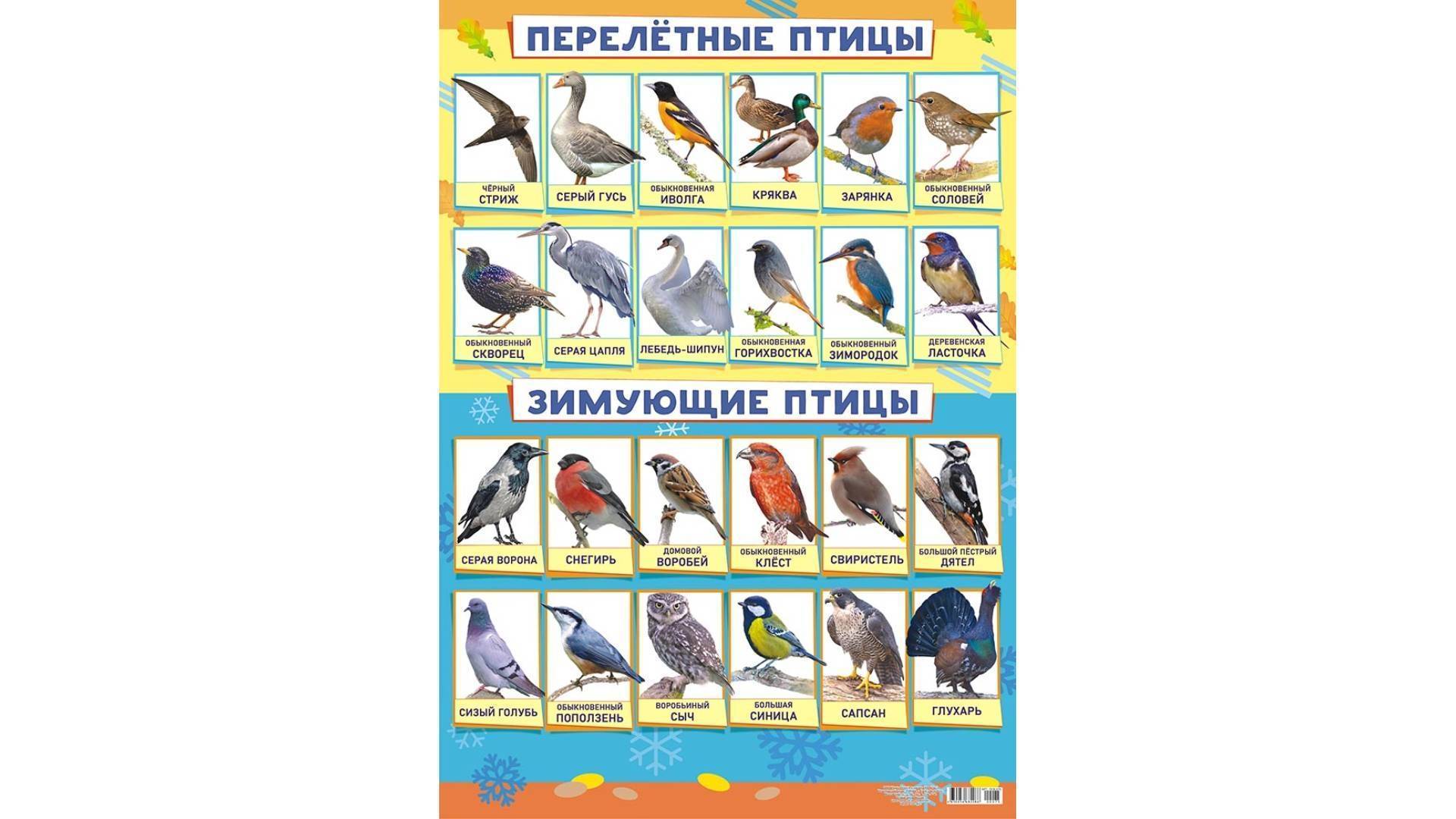 Птицы средней полосы россии – список, характеристика и фото