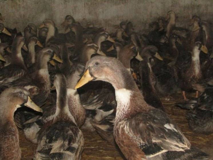 Башкирские утки: разведение, описание и фото