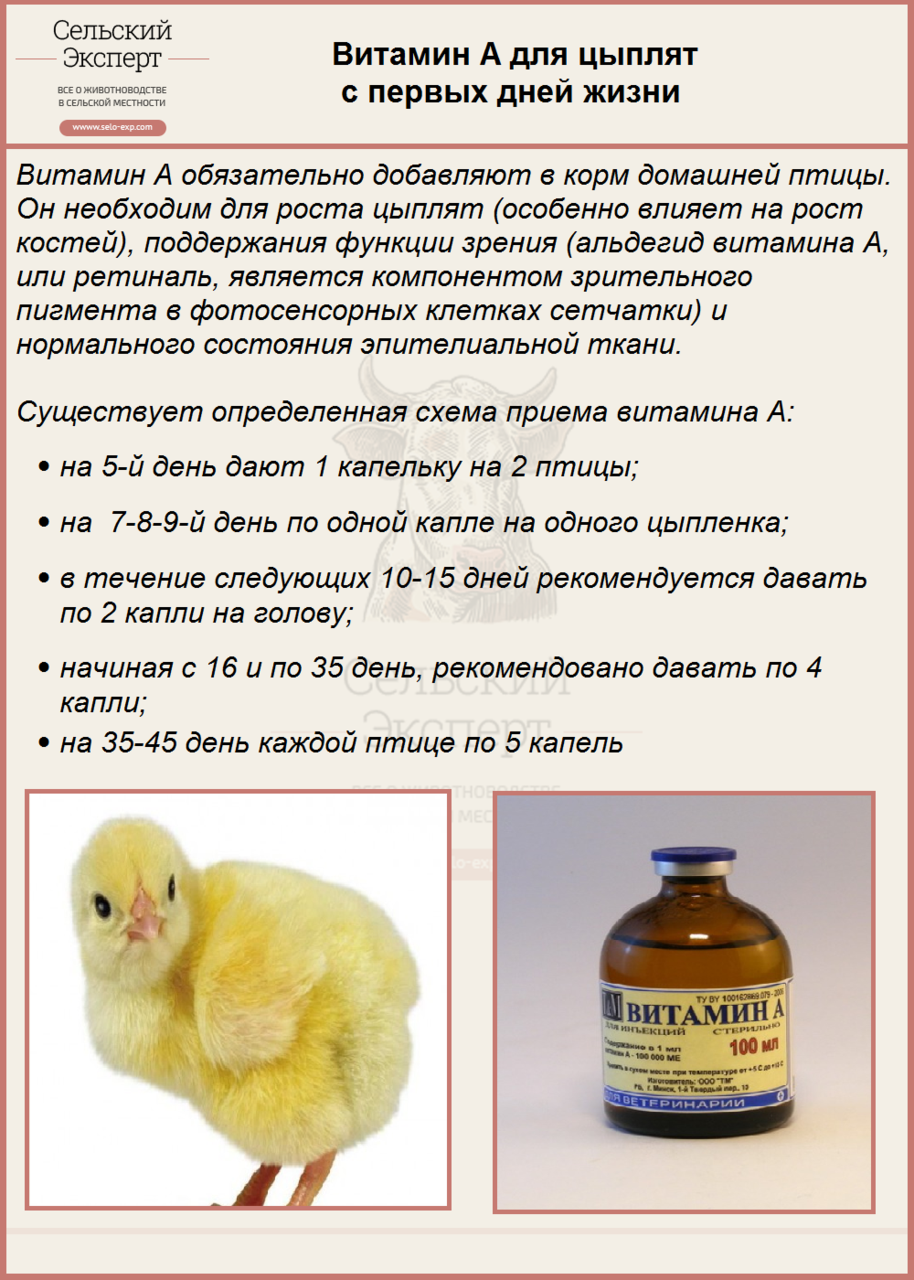 Какие витамины нужны для цыплят