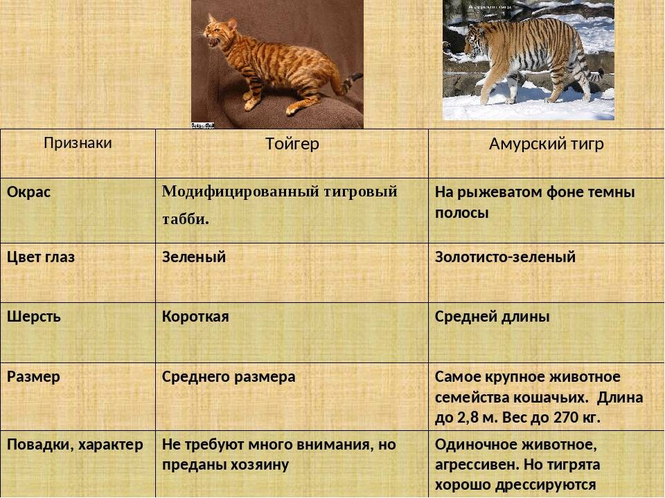 Конспект "человек и животные: сходства и отличия" - учительpro